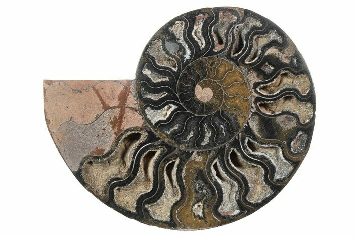 Cut & Polished Ammonite Fossil (Half) - Unusual Black Color #250529